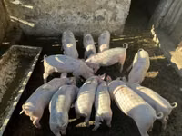 Eber, Schweine — Foto 1
