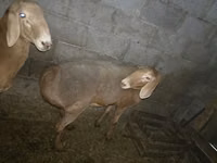میش, Arashan sheep — عکس 5