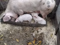หมูป่าตัวผู้ — รูปภาพ 4
