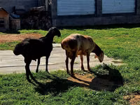 Ram, Hissar sheep — photo 3