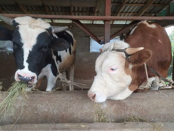 Boğa, Holstein ırkı
