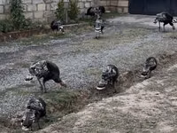 Turkeys — foto 3
