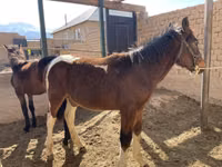 Koně (série, pohlaví neuvedeno), Kyrgyz Horse — foto 6