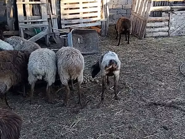 Ram, Sheep — Kazakhstan