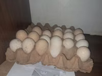 Turkeys — foto 1