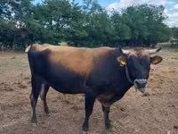 Bull, Jersey breed — photo 1
