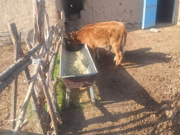 Cattle (batch, sex not specified), Cattle