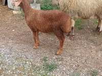 Sheep, Sheep — photo 1