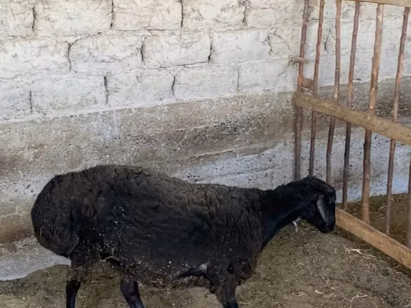 Ram, Sheep — Uzbekistan