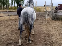 Айғыр, Friesian sport horse — 1-сурет