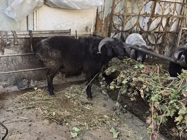 بز (گروه، جنسیت مشخص نشده), بز