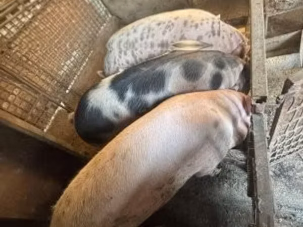 แม่สุกร, หมู — ฮังการี