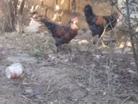 Chickens — عکس 2