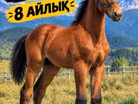 Horse (M), Kazakh horse — photo 2