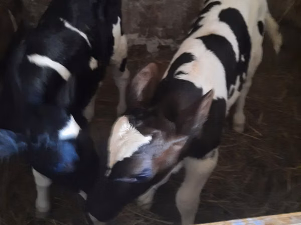 Bull, Holstein breed — Poland