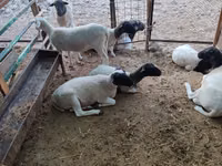 Ram, Dorper sheep — photo 6