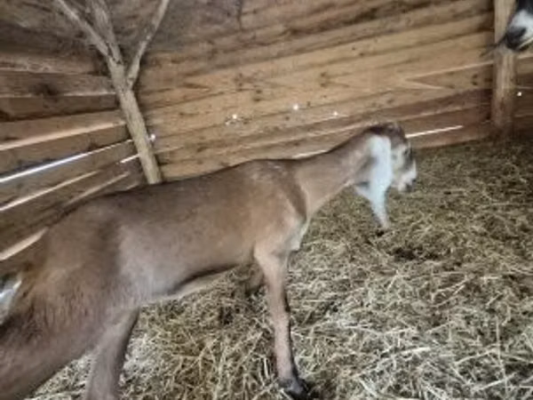 ছাগী, Nubian Goat — হাঙ্গেরি