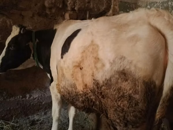 Cow, Holstein breed — Kyrgyzstan