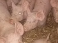Prasata (šarže, pohlaví neuvedeno) — foto 3