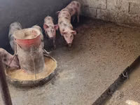 Boar — photo 2