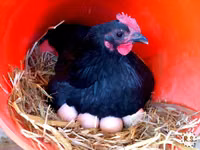 Australorp — sawirka 2