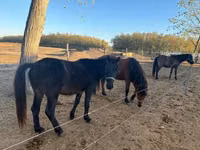Kůň, Hucul pony — foto 8