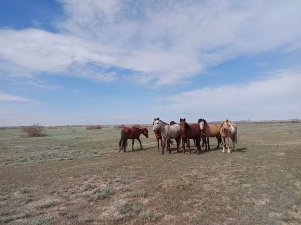 Mare, Kazakh horse — Kazakhstan