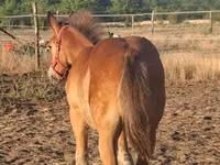 Mare, Haflinger — photo 4