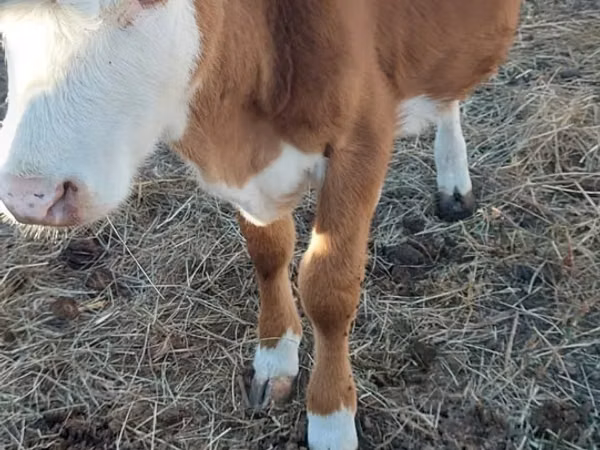 Cow, Kazakh White-headed cow — Kazakhstan