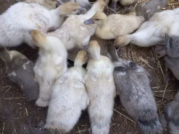 Ducks — Asarbajan