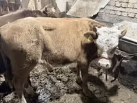 ষাঁড়, Simmental cattle — ছবি 1