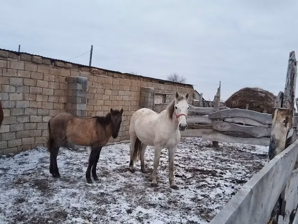 Kuda betina, Horses — Kazakhstan