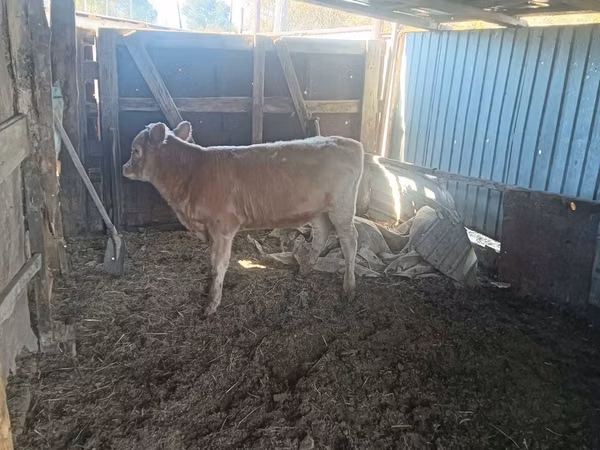 ثور, Simmental cattle