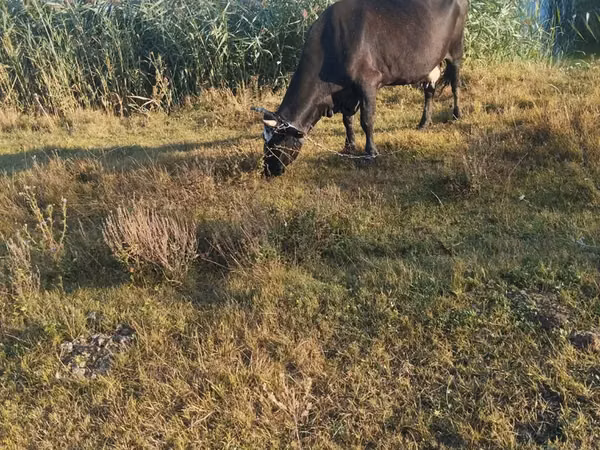Cow, Cattle — Moldova