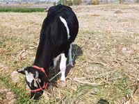 Krava, Russian Black pied cattle — fotografija 4