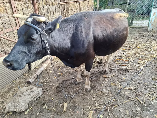 Vacă, Bovine — Republica Moldova