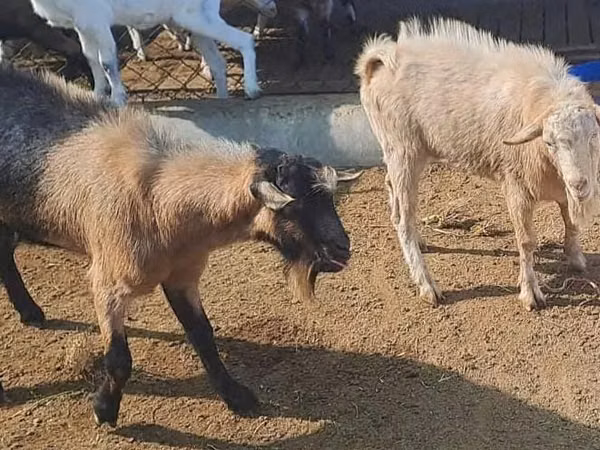 بکرا, Saanen goat