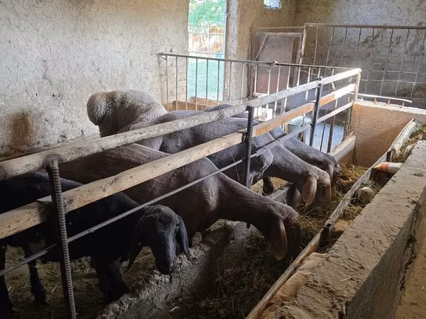 قوچ, Rhon sheep — قرقیزستان
