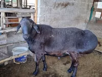 Ram, Sheep — photo 1
