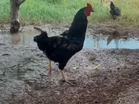 Chickens — รูปภาพ 1