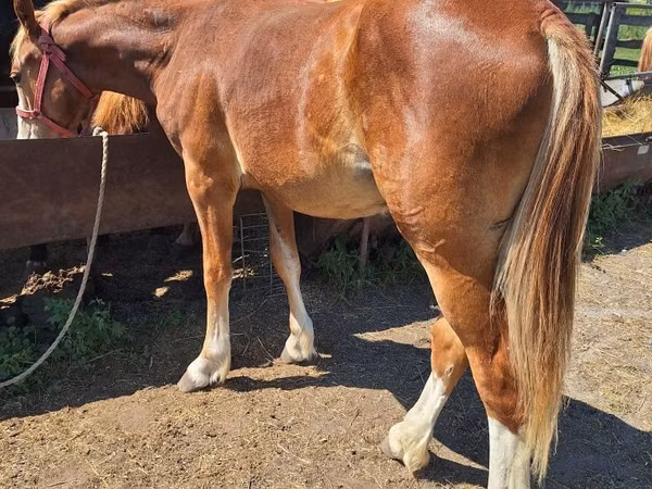 Horse (M), Russian Heavy Draft — Kazakhstan