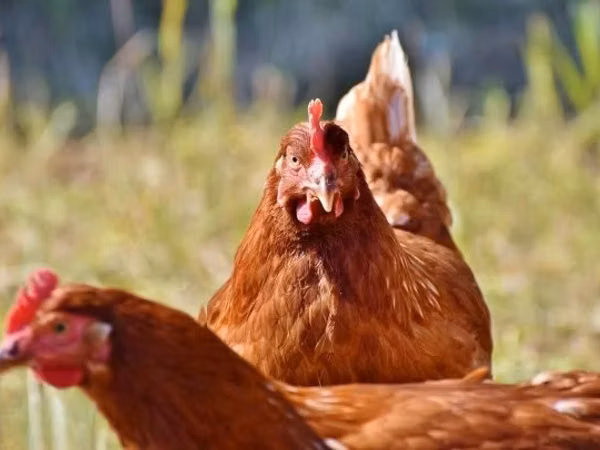 Chickens