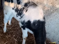 Cow, Cattle — photo 3