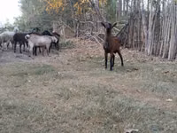 Goats (batch, sex not specified), Alpine goat — photo 5