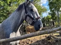 암말, Lipizzaner — 사진 1