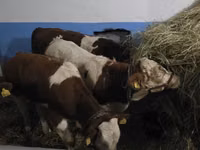 Boğa, Simmental cattle — foto 7