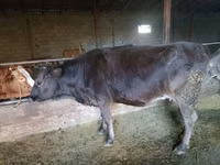 Vache, Bovins — photo 1
