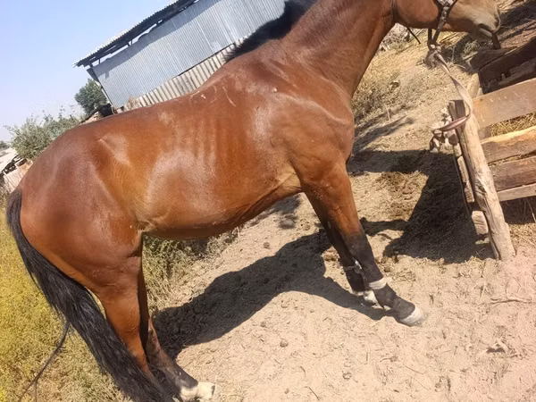 Mare, Horses — Kyrgyzstan