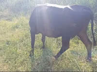 गाय, मवेशी — फ़ोटो 3