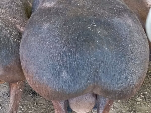 Ram, Sheep — Uzbekistan